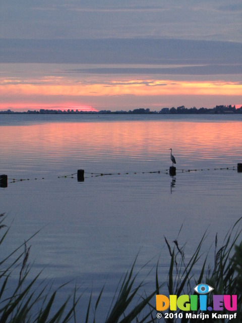 SX15550 Grey heron (Ardea cinerea) on pole in lake at sunset